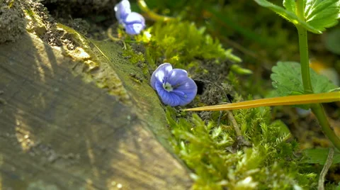 Ants on tree stump Stock Footage 63294948