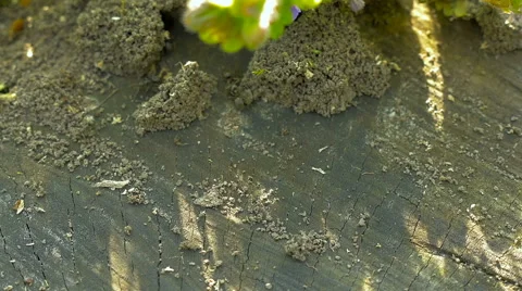 Ants on tree stump Stock Footage 63294960