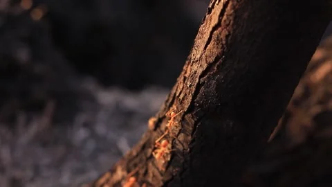 Ants with tree in summer Stock Footage 169797234