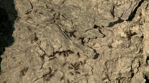 Ants on a tree timelapse Stock Footage 2854523