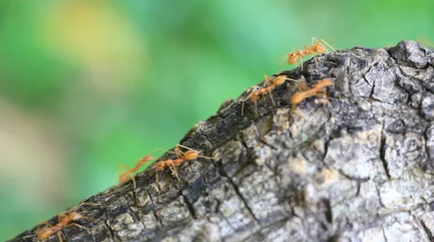 Ants on Tree Trunk Stock Footage 50960290
