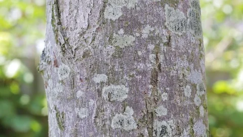 Ants on tree trunk Stock Footage 73969099