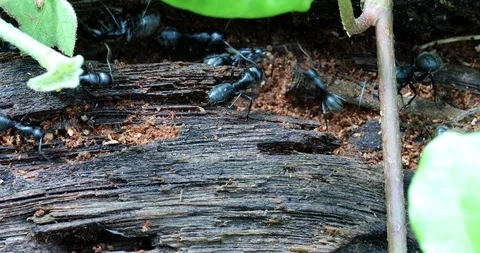 Ants on a Tree Trunk Stock-Footage 108320976