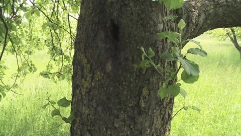 Ants at a tree trunk  Stock Footage 303958957