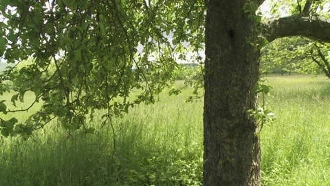 Ants  at a tree trunk  Stock Footage 303959003