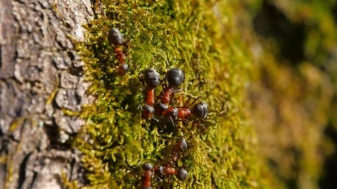 Ants on a tree trunk. macro Stock Footage