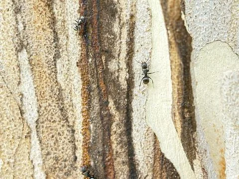 Ants on a tree trunk. Stock Photos