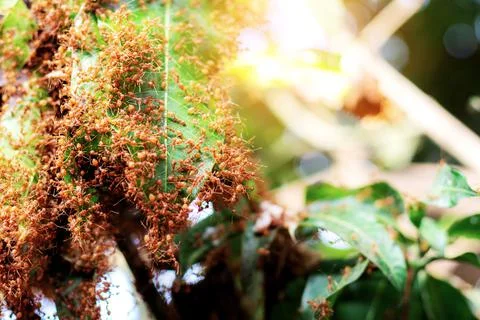 Ants on trees with sunlight. Stock Photos