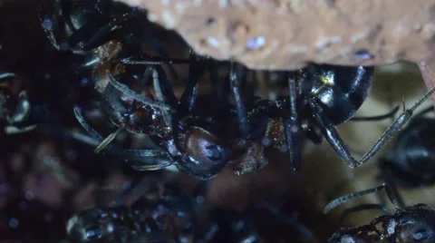 Ants (trofallaxis) in the artificial antill underground 스톡 동영상 58816120