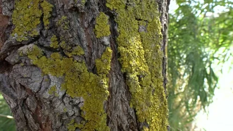 Ants on the trunk of the tree Video stock 163821346