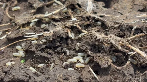 Ants try to hide their larvae from the sun Stock Footage 335262627