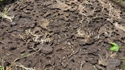 Ants try to hide their larvae from the sun Vídeos de archivo 335262628