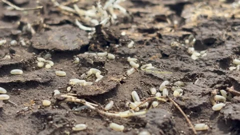 Ants try to hide their larvae from the sun Stock Footage 335262629