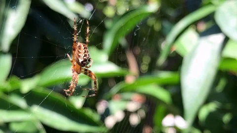 Ants try to move a piece of bread Video stock 96000019