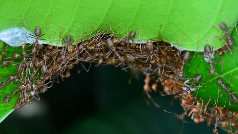 Ants trying to build nests. No Sound. Stock Footage 85387002