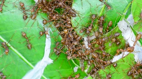 Ants trying to build nests. No Sound. Stock Footage 85387044