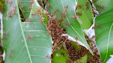 Ants trying to build nests. No Sound. Stock Footage 85387172