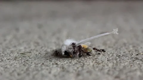 Ants Trying to Move Moth Stock Footage 12351030