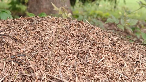 Ants under a spruce tree in autumn, close-up movement Stock Footage 319322925