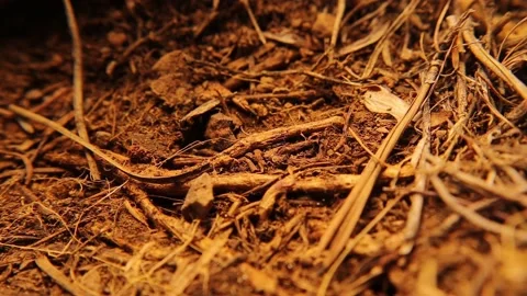 Ants in the underground nest. Workers, pupae and larvae inside a ant nest Stock Footage 155382777