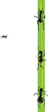 Ants. Vector. Stock Illustration