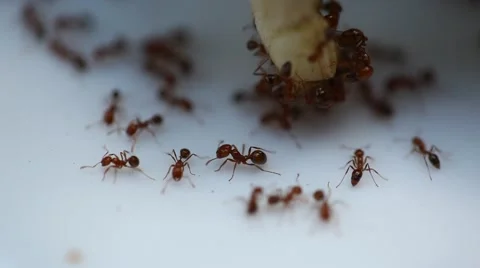 Ants on Vegetables Bitter gourd Stock Footage 45580937