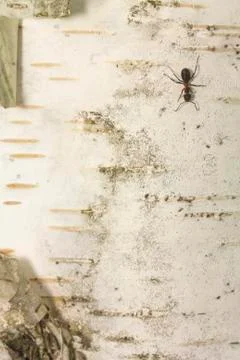 Ants - On the vertical birch bark Stock Photos