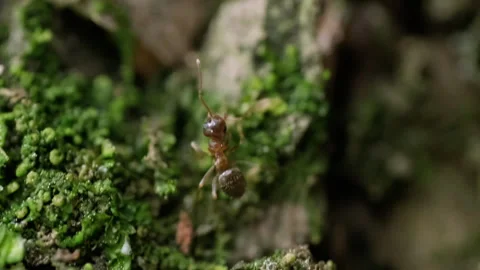 The Ant's View: Exploring the Intricate Details of a Tree-Dwelling Insect Stock Footage 257191007