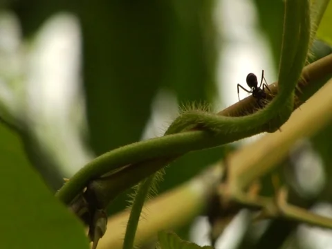 Ants on a Vine in the Amazon Jungle Rainforest Video stock 112934443