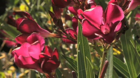 Ants Visiting a Flower Video stock 612455