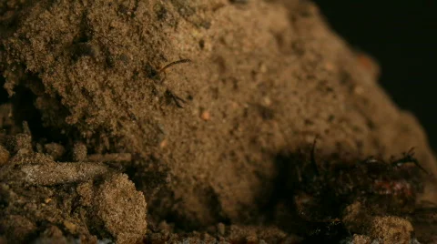 Ants Vs Beatle Timelapse Video stock 375627