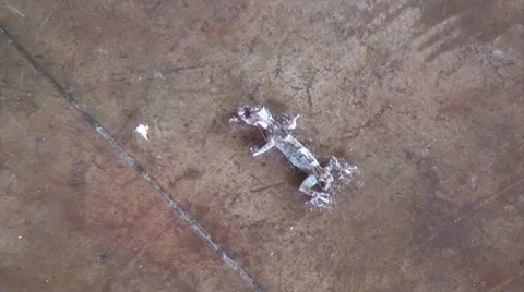 THE ANTS VS. THE LIZARD Stock Footage 50621061