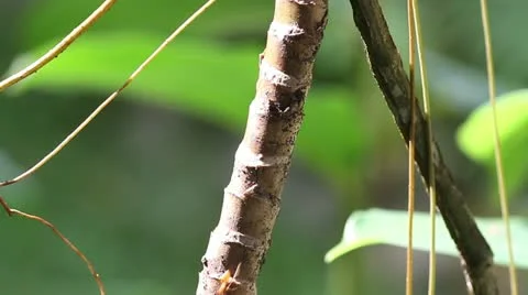 Ants walk along a branch Stock Footage 22325061