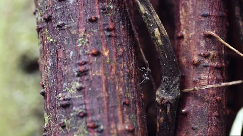 Ants walk along a tree trunk in the rainforest. Trinidad and Tobago. Stock Footage 286867279