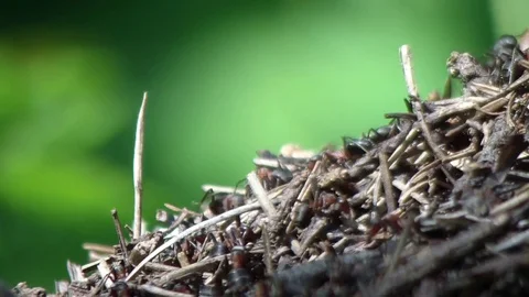 Ants walk. Ants work. Stock Footage 75959676
