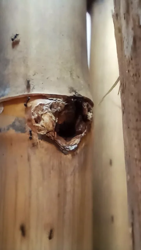 The ants walk on the bamboo Stock Footage 232285617