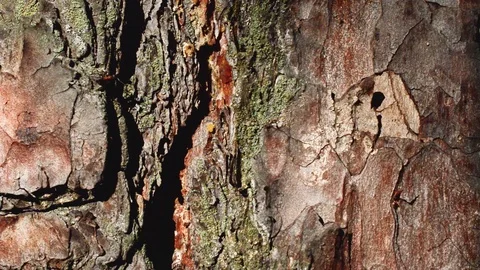 Ants walk on the bark of a tree. Ant path. Stock Footage 107978392