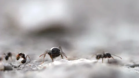 Ants walk in a row across cracked dry ground gathering food with fine detai.. Stock Footage 320076747