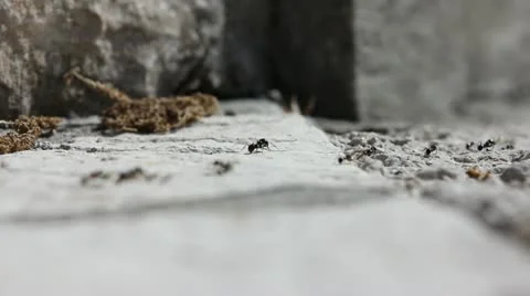 Ants walk in the summer Stock Footage 12234136