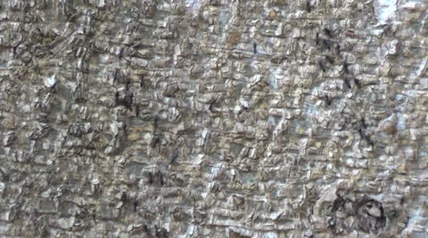 Ants Walking in 2 Lines Stock Footage 33786327