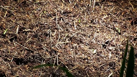 Ants walking around on a big anthill in the forest Stock-Footage 100437659