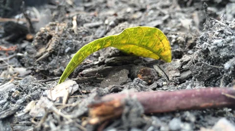Ants Walking Around Green Leaf Stock Footage 33803922
