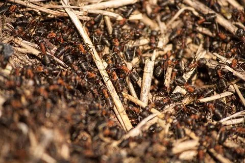Ants walking around Stock Photos