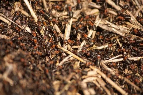 Ants walking around Stock Photos