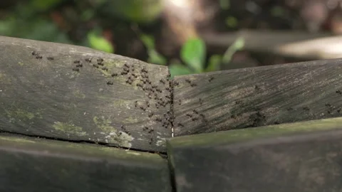 Ants walking in Bali 库存影片 244676761