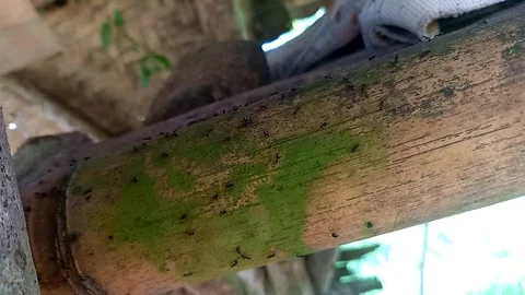 Ants Walking on Bamboo Construction Pole 스톡 동영상 341755508