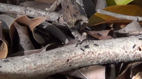 Ants Walking On A Branch Stock Footage 33790234