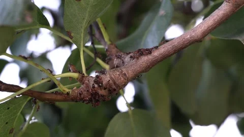 Ants walking on the branch Stock Footage 311470393