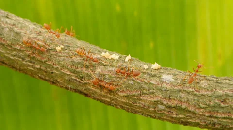 Ants walking on branch, full HD. Stock Footage 35412987