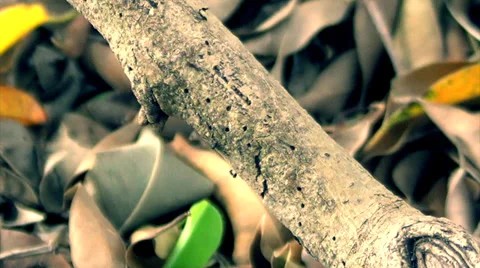 Ants Walking On A Branch &amp; Leaves Stock Footage 33791323